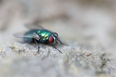 green metallic fly in house|how to kill green flies.